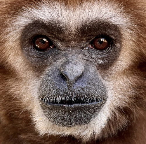 monke.jpeg
